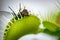 Close up bottle fly insect inside venus fly trap plant
