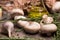 A close-up of a bottle of olive oil surrounded by mushrooms. Vegetable set on a brown paper background.