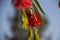 Close up of bottlebrush tree flower