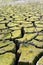 Close-up of the bottom of a dry lake, the earth has broken up into large floes, small plants have grown, the dryness is clearly