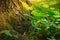 Close up of the bottom of a tree trunk with green plants and grass on the ground with sunbeam shine on it