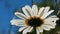 Close up bottom view of a daisy flower on a rainy sunny day. Creative. Water drops falling on white soft petals on the