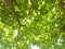 Close up. Bottom view of a ketapang tree with its fresh green leaves and sturdy trunk