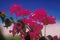 Close up of bougainvillea in bloom