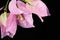 Close up of bougainvillea flower