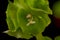 Close up of a bouquet of Bells of Ireland Summer Flowers variety, studio shot, green flowers