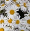 Close up of bouquet of chamomile