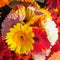 Close up of bouquet of colorful Barberton Daisy