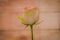 Close up of a bouquet of Esperance roses variety, studio shot, pink flowers