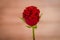 Close up of a bouquet of Hearts Garden roses variety, studio shot, red flowers