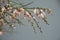 Close-up bouquet of light pink genista cytisus flowers in a glass vase. Selective focus