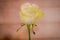 Close up of a bouquet of Moonstone Garden roses variety, studio shot, white flowers