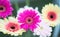Close up Bouquet of multi colored gerbera flowers in glass vase arrangement centerpiece isolated on blurry nature background.