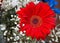 Close up of a bouquet of red Gerbera Barberton Daisy flower surrounded by white baby breath