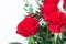 Close-up. A bouquet of red roses on a white background. A gift for a loved one