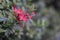 Close up bouquet of red spike flower or red ixora flower with green leaves.