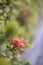 Close up bouquet of red spike flower or red ixora flower with green leaves.