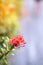 Close up bouquet of red spike flower or red ixora flower with green leaves.