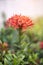 Close up bouquet of red spike flower or red ixora flower with green leaves.