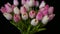 Close-up of a bouquet of tulips on a dark background