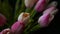 Close-up of a bouquet of tulips on a dark background