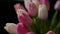 Close-up of a bouquet of tulips on a dark background