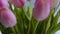 Close-up of a bouquet of tulips on a light background