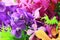 close up Bouquet of Vanda orchid