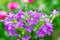 Close up of a bouquet of violet flowers