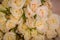 Close up of a bouquet of White Majolica roses variety, studio shot, white flowers. Spray roses