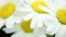 Close-up of bouquet wild chamomile flowers on the black. Key ready background. Slow rotation motion. Macro.