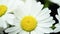 Close-up of bouquet wild chamomile flowers on the black. Key ready background. Slow rotation motion. Macro.