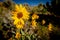 Close up of a bouquet of yellow Arrowleaf Balsamroot in nature