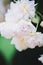 Close-up of bouquets of beautiful white chrysanthemum flowers with a yellow gradient. Spring concept