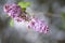 Close-up of bouquets of lilac flowers in full bloom