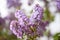 Close-up of bouquets of lilac flowers in full bloom