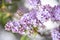 Close-up of bouquets of lilac flowers in full bloom