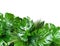 Close up of bouquets of various fresh tropical leaves on white background