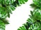 Close up of bouquets of various fresh tropical leaves on white background