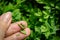 Close Up of Box tree moth caterpillar, Cydalima perspectalis, feeding on fingers of gardener against blurred buxus