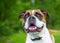 Close up of a Boxer x Bulldog mixed breed dog with a happy expression