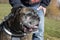 Close up of Boxer dog head