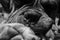 Close up boxer dog nose portrait. German Boxer or Deutscher Boxer. Cute fawn golden dog. Sad and loneliness pet concept