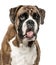 Close-up of Boxer panting, 6 years old, isolated