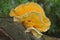 Close-up of bracket fungi