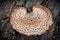 Close Up of Bracket Fungus on Tree Trunk