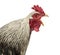 Close up of a Brahma rooster crowing, isolated