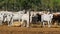 Close up of brahman beef at a cattle yard