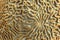 Close-up of brain coral goemetric pattern on reef in Caribbean