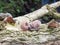 Close up of brain mushroom growing on log outside